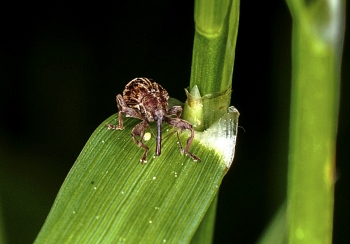 Furcipus rectirostris