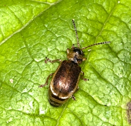 Galerucella sp