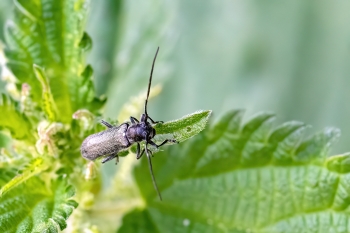 Grammoptera ruficornis