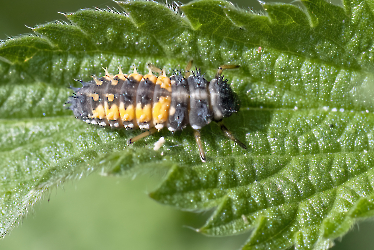 Harmonia axyridis