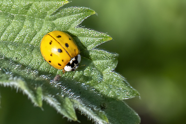 Harmonia axyridis