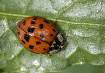 Harmonia axyridis