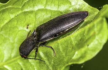 Hemicrepidius niger