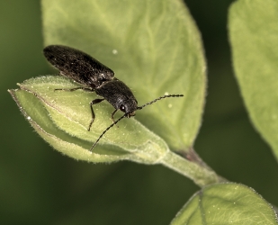 Hemicrepidius niger