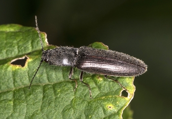 Hemicrepidius niger