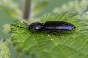 Hemicrepidius niger