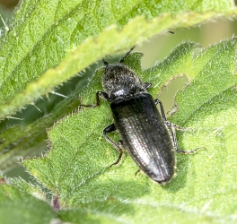 Hemicrepidius sp