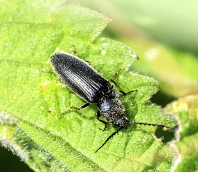 Hemicrepidius sp