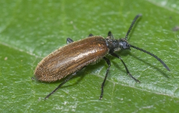 Lagria hirta