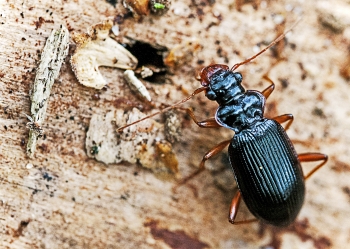 Leistus rufomarginatus