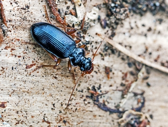 Leistus rufomarginatus