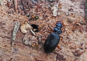 Leistus rufomarginatus