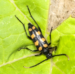 Leptura quadrifasciata