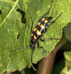 Leptura quadrifasciata