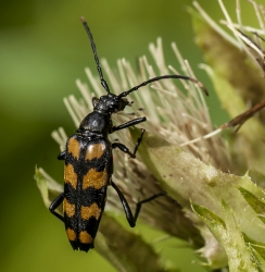 Leptura quadrifasciata