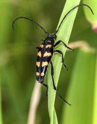 Leptura quadrifasciata