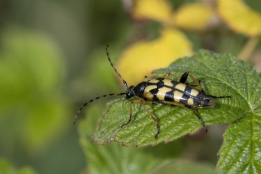 Leptura quadrifasciata