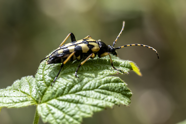 Leptura quadrifasciata