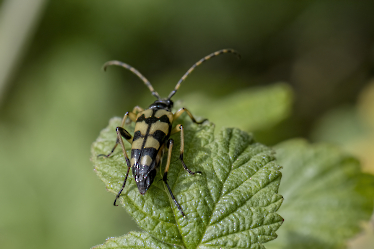 Leptura quadrifasciata