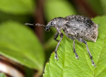 Lepyrus capucinus