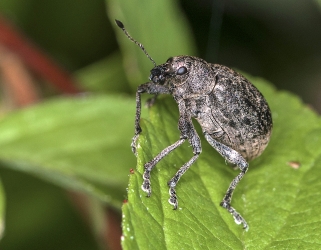 Lepyrus capucinus