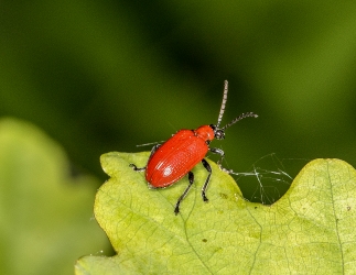 Lilioceris merdigera