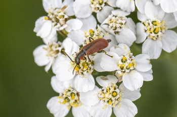 Malachius aeneus