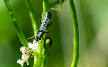 Malachius bipustulatus