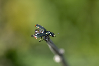 Malachius bipustulatus