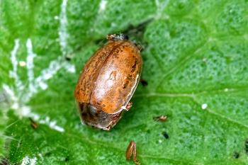 Myzia oblongoguttata