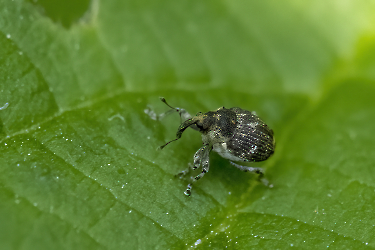 Nedyus quadrimaculatus