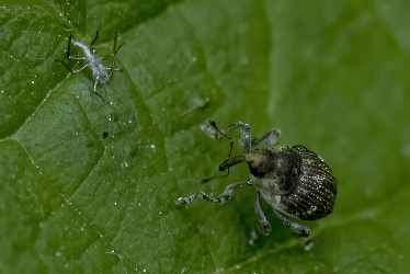 Nedyus quadrimaculatus