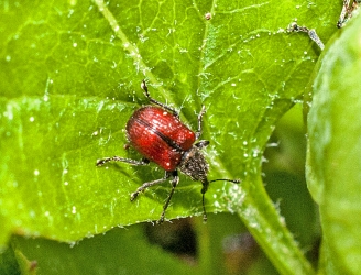 Neocoenorrhinus aequatus