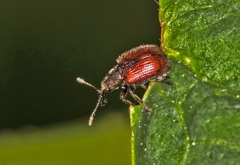 Neocoenorrhinus aequatus