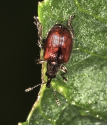 Neocoenorrhinus aequatus