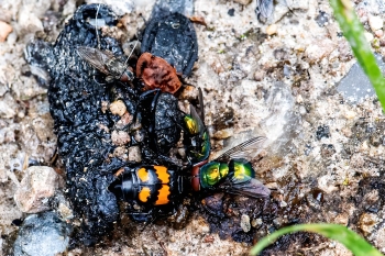 Nicrophorus vespillo