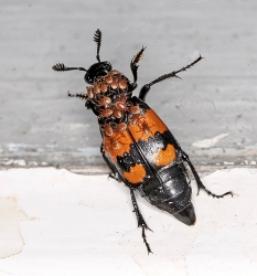 Nicrophorus vespilloides