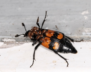 Nicrophorus vespilloides