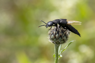 Ocypus olens