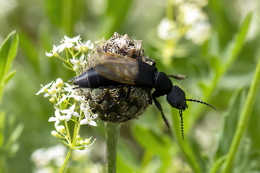 Ocypus olens