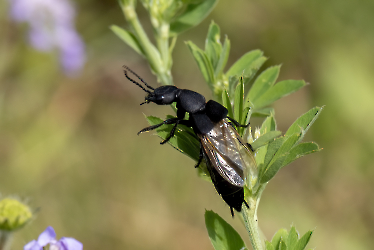 Ocypus olens