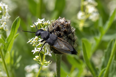 Ocypus olens