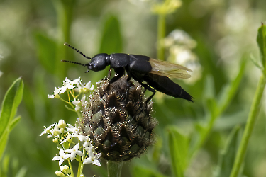 Ocypus olens