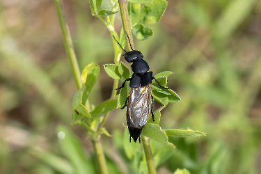 Ocypus olens