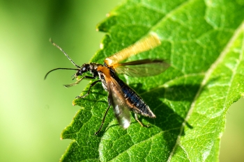 Oedemera femorata