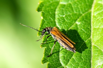 Oedemera femorata