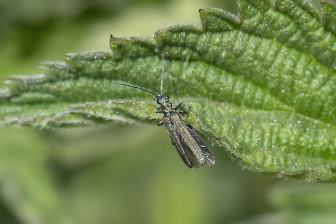 Oedemera viriscens