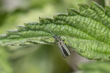 Oedemera viriscens