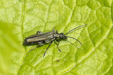 Oedemera viriscens