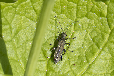 Oedemera viriscens